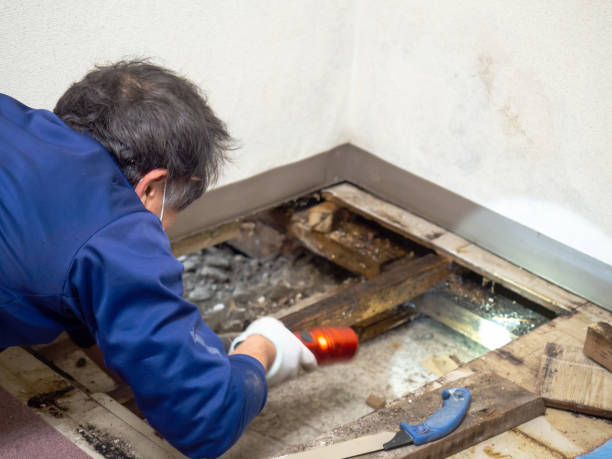 Best Mold Cleaning Services  in Murfreesboro, NC