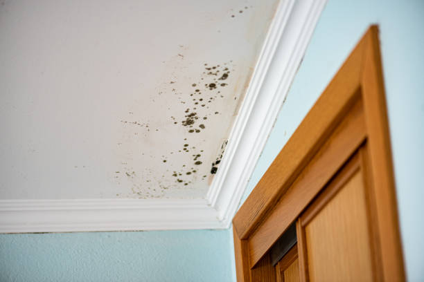 Best Professional Mold Removal  in Murfreesboro, NC