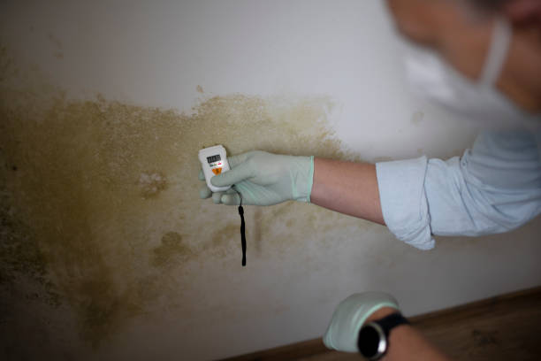 Best Mold Removal and Inspection  in Murfreesboro, NC