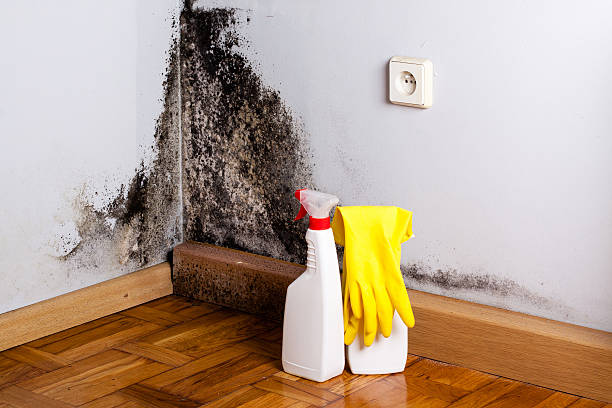 Best Residential Mold Removal  in Murfreesboro, NC