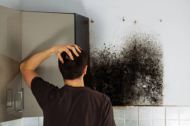 Best Mold Removal Near Me  in Murfreesboro, NC