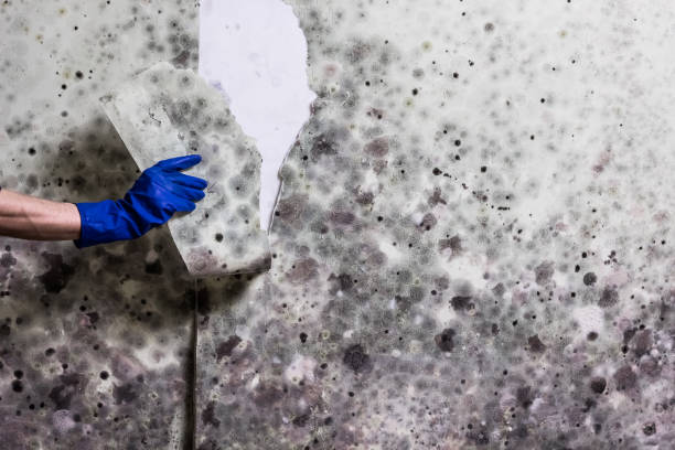 Best Local Mold Removal Service  in Murfreesboro, NC